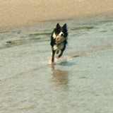 Lucky Dog Radio
