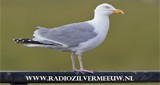 Radio Zilvermeeuw