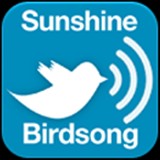 Sunshine Birdsong